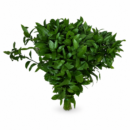 Ruscus-2