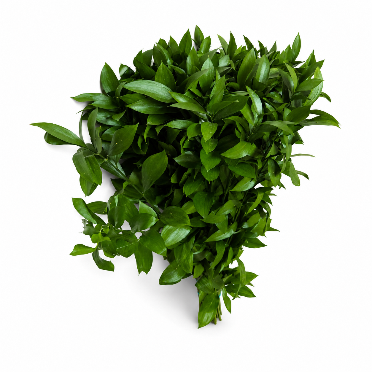 RUSCUS EXTRA