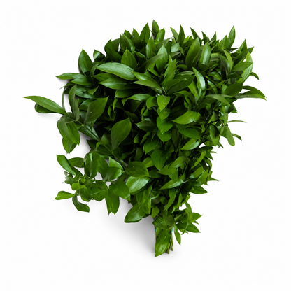 RUSCUS EXTRA