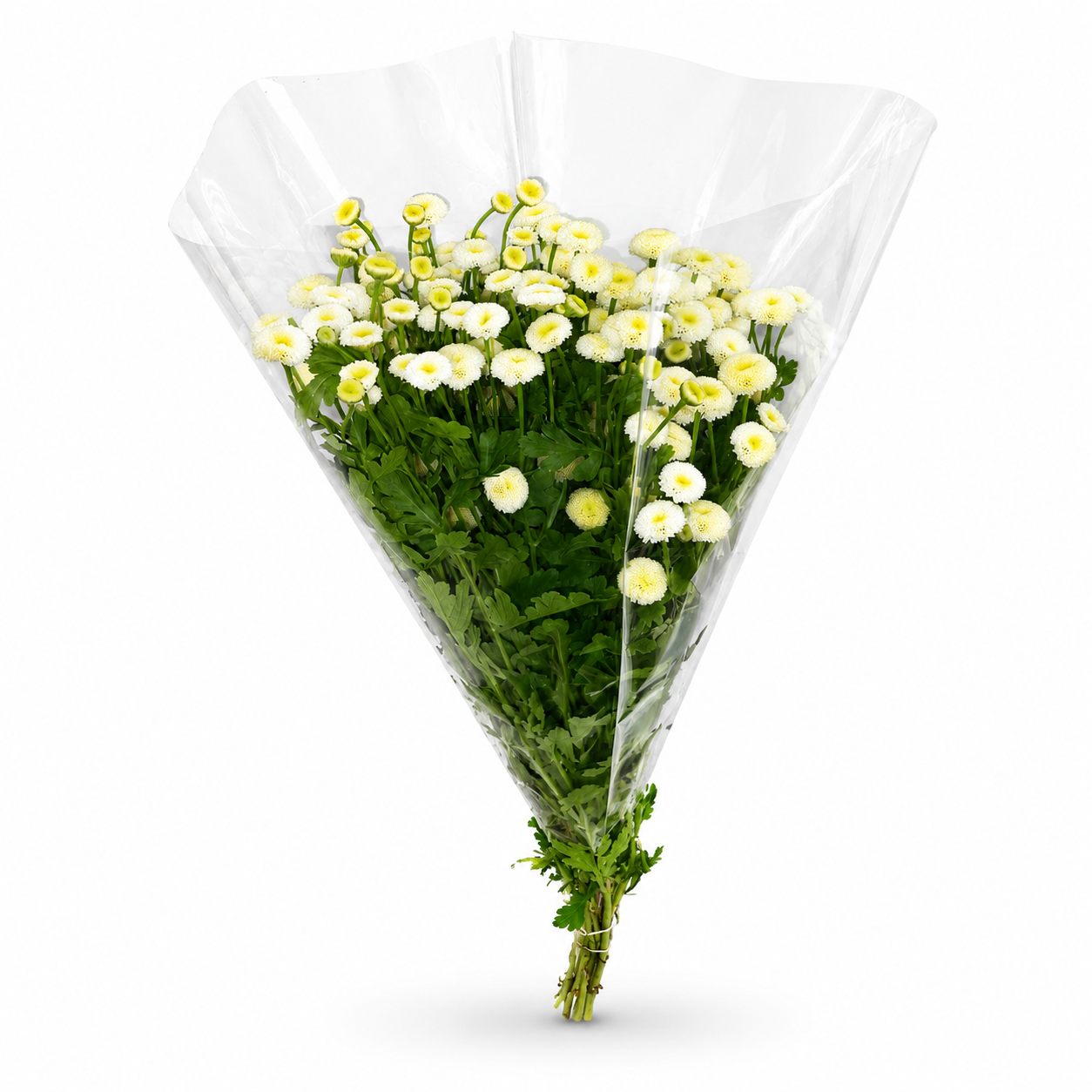 Tanacetum