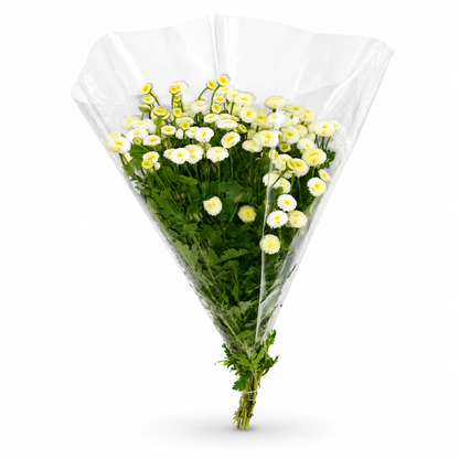 Tanacetum