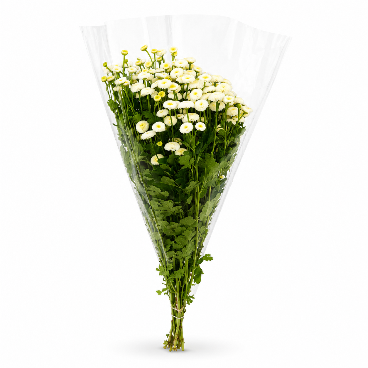 Tanacetum