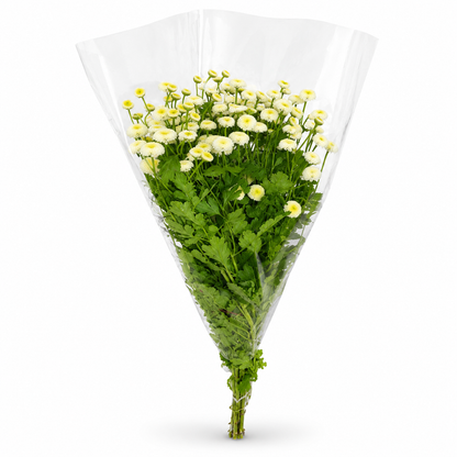 Tanacetum