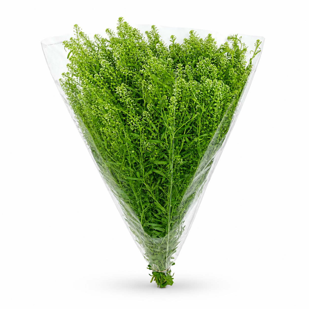 Thlaspi