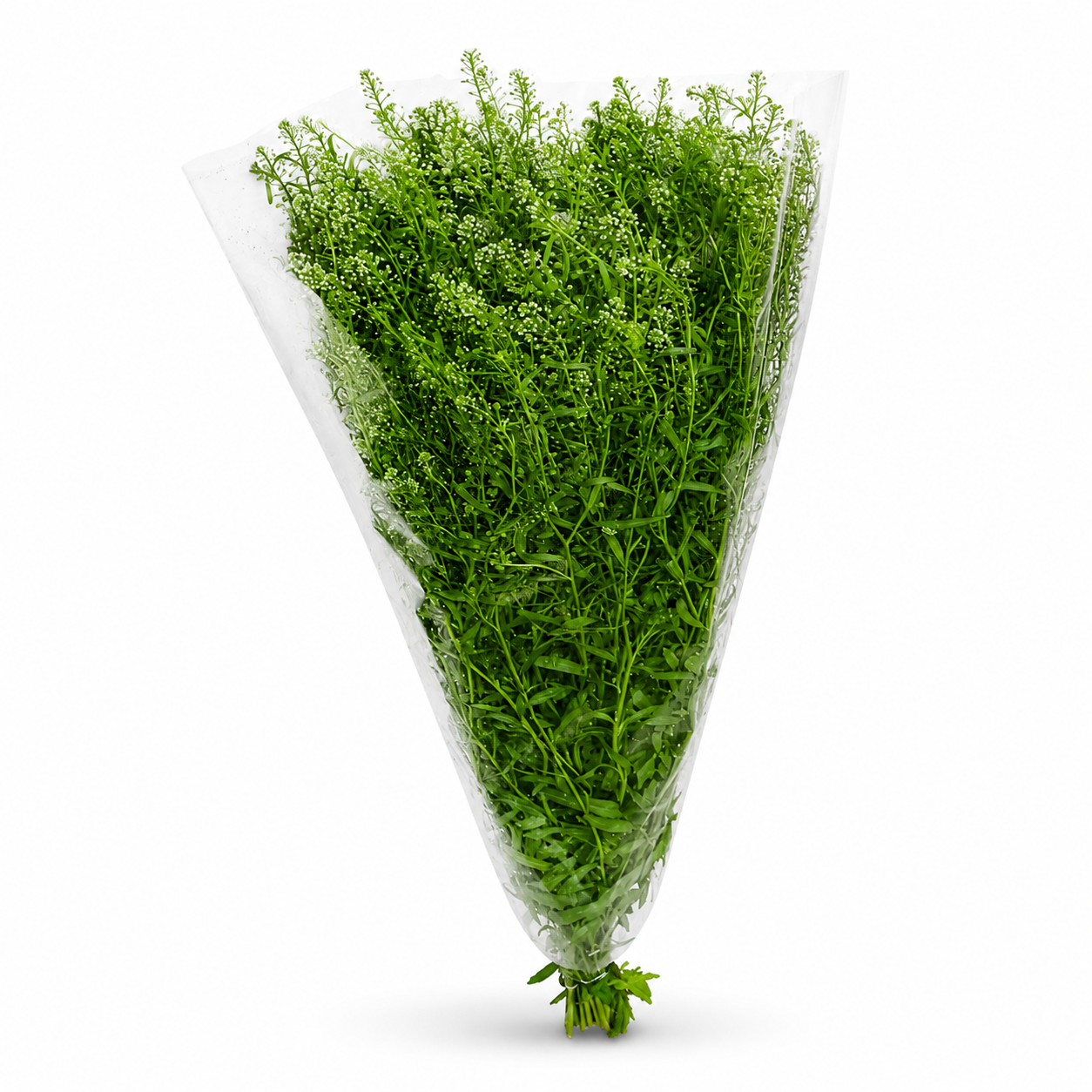 Thlaspi_1