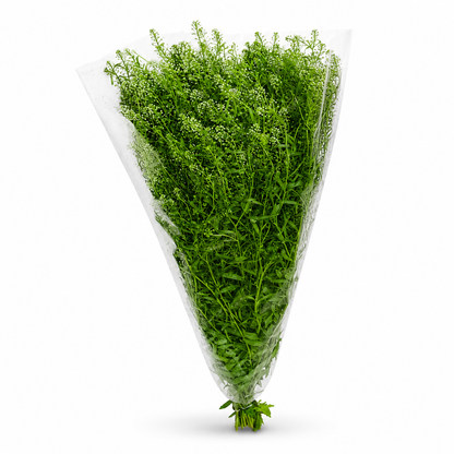 Thlaspi_1