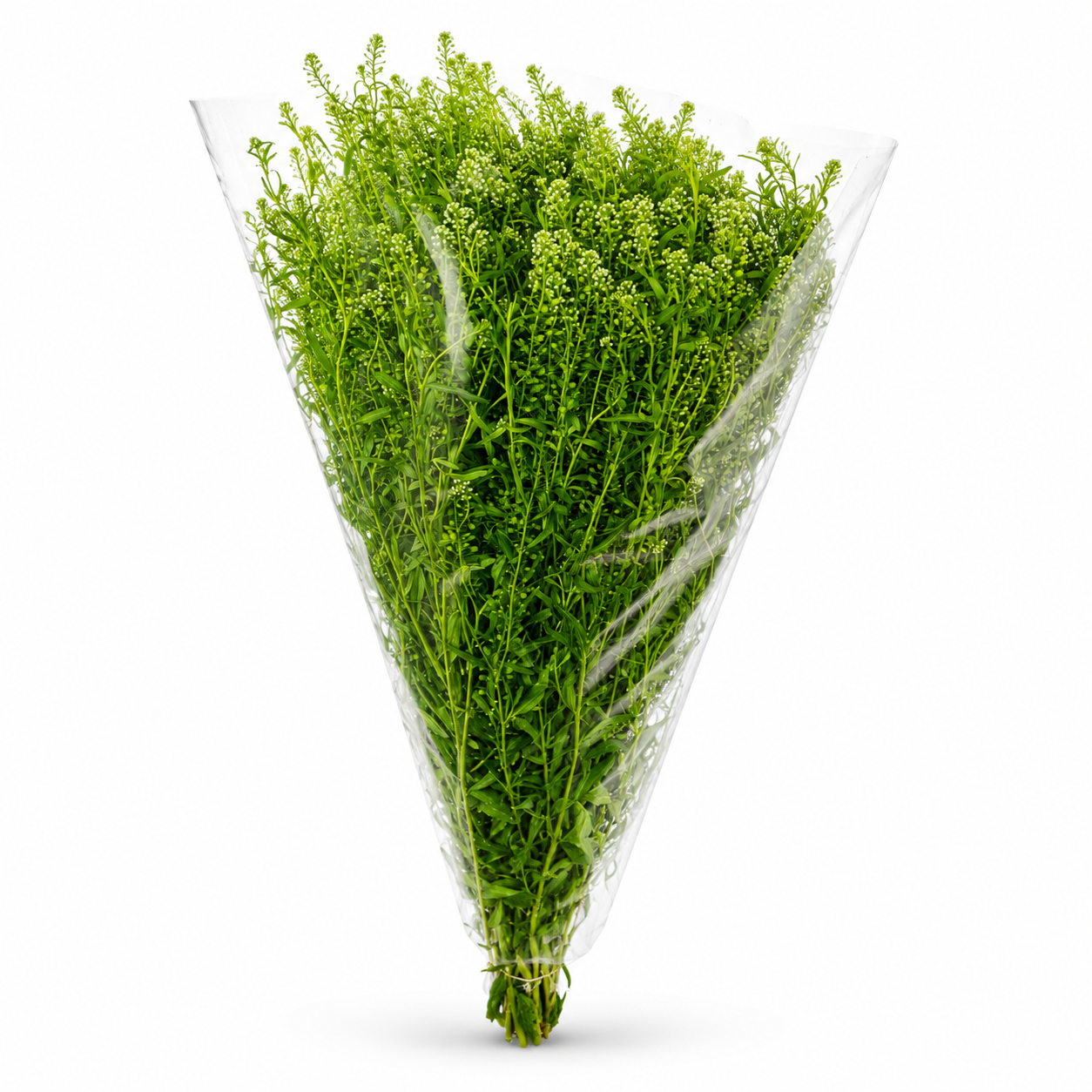 Thlaspi_2
