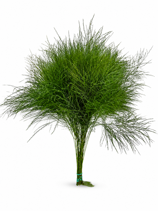 Treefern-1