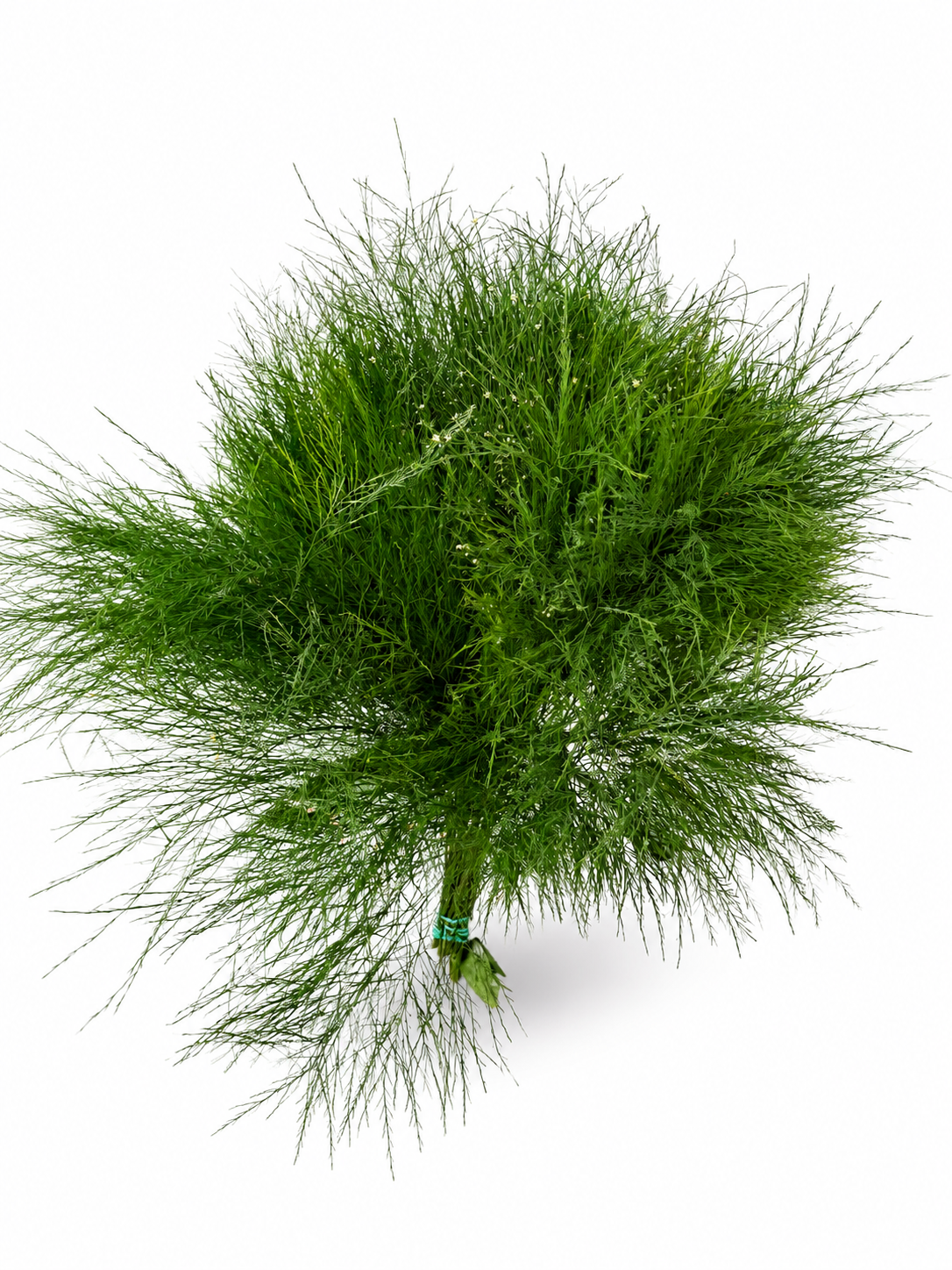 Treefern-2
