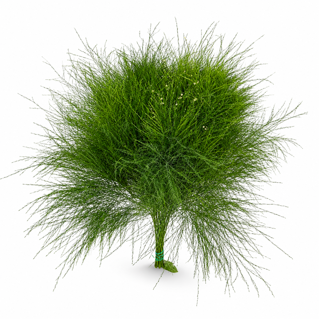 Treefern-3
