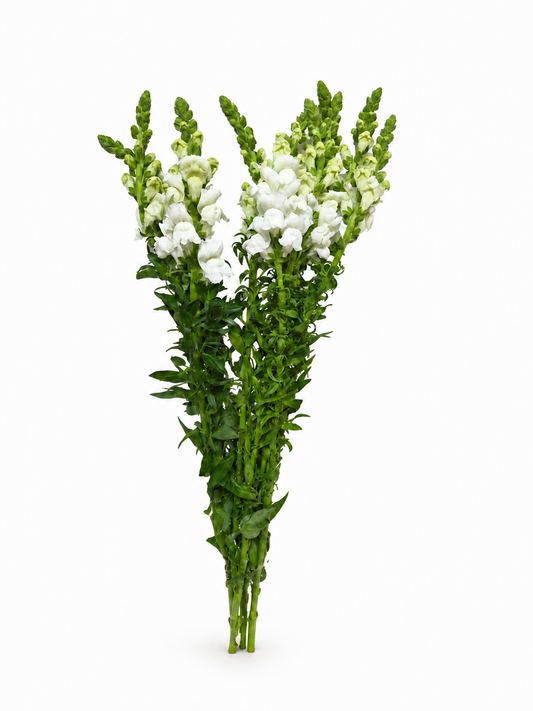 antirrhinum_blanco