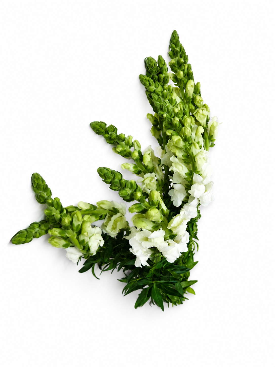 antirrhinum_blanco_1