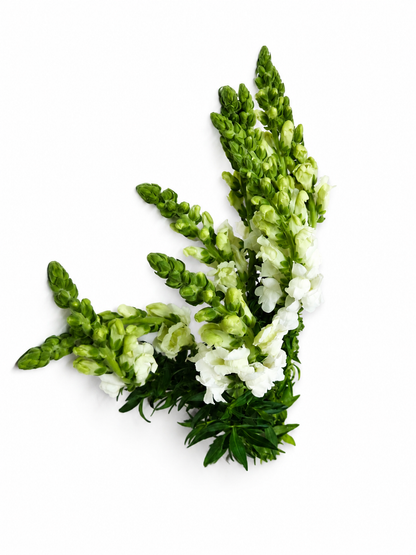 antirrhinum_blanco_1