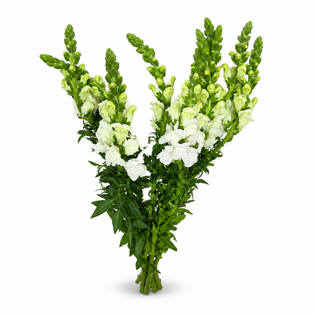 antirrhinum_blanco_1