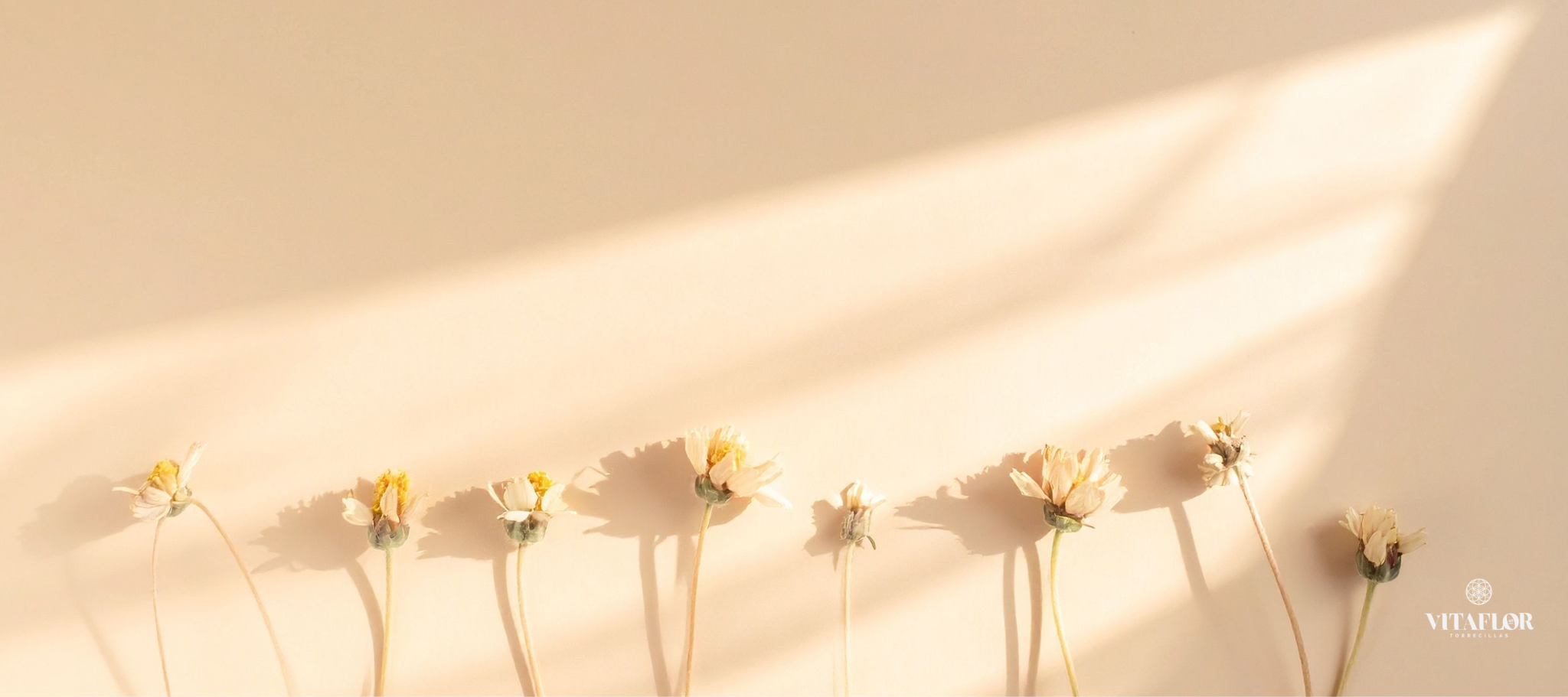 banner-vitaflor-torrecillas-flor-cortada