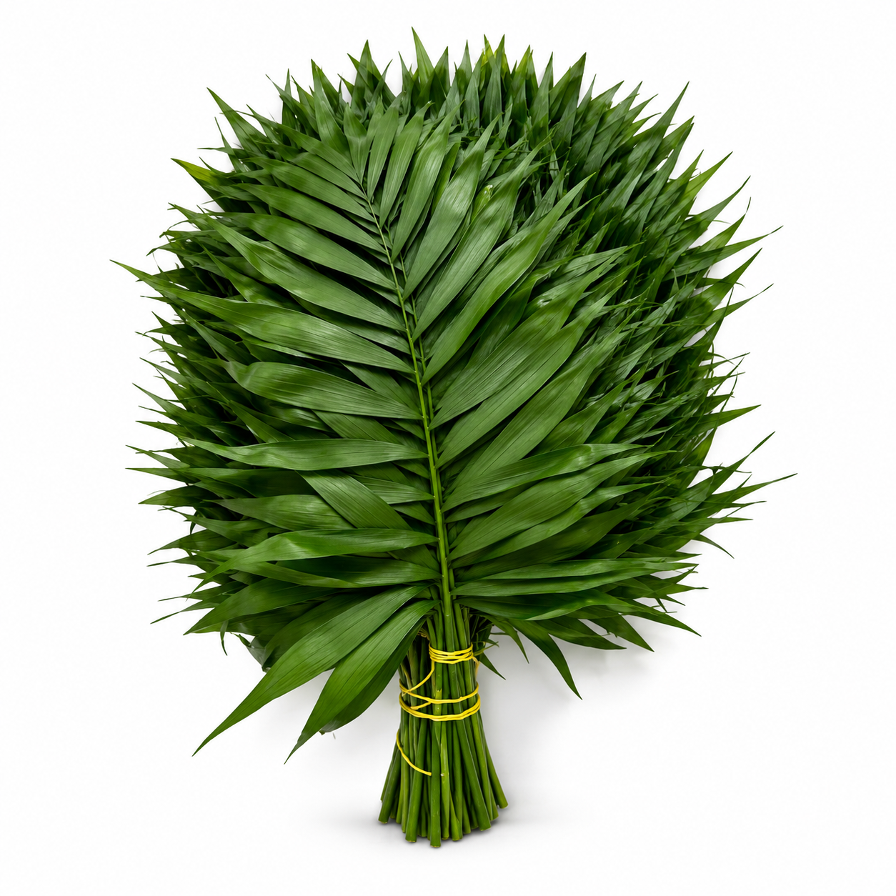 Chico · 50 cm · Verde de relleno