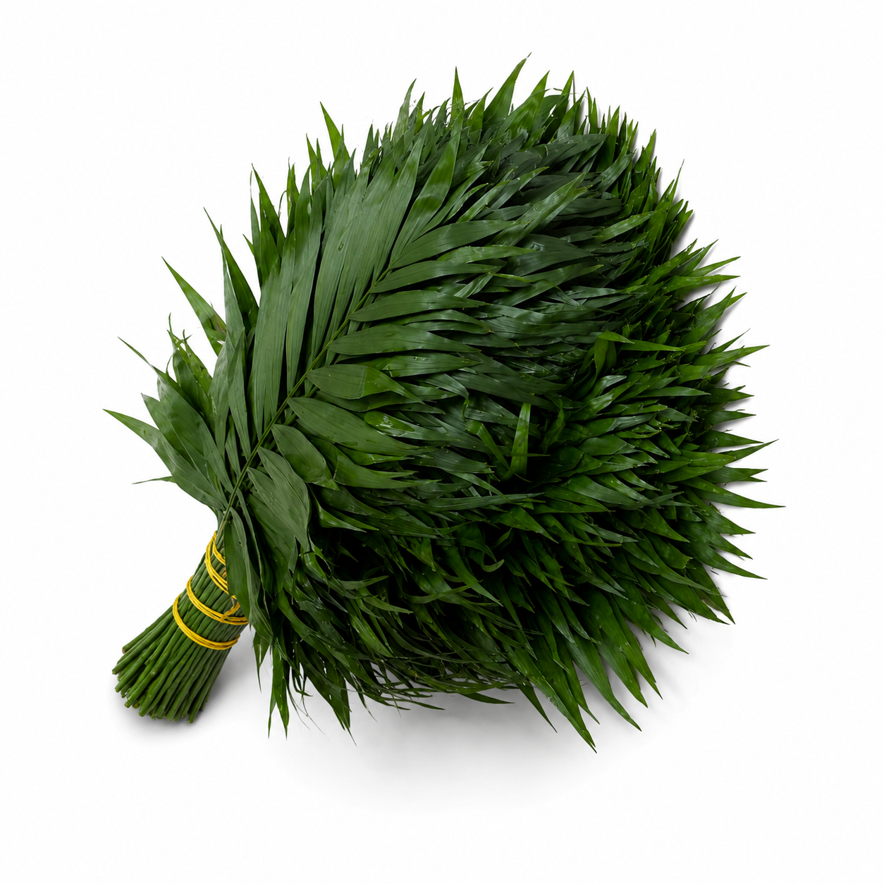 Chico · 50 cm · Verde de relleno