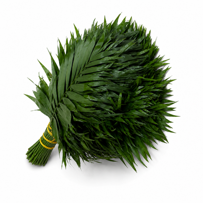 Chico · 50 cm · Verde de relleno