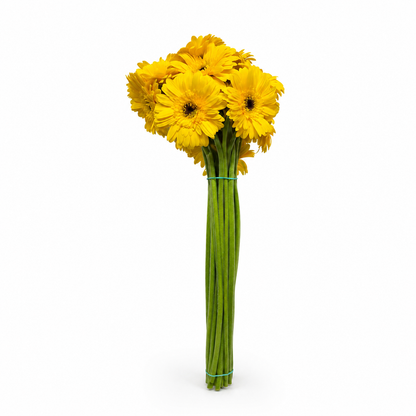 Gerbera amarilla Extra · 60 cm · Nacional