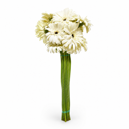 Gerbera blanca Extra · 60 cm · Nacional