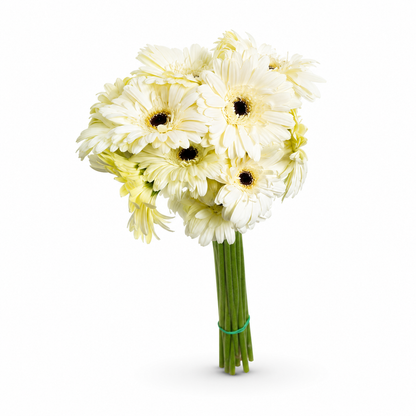 Gerbera blanca Extra · 60 cm · Nacional