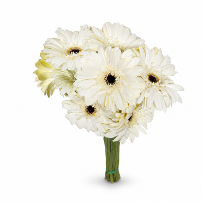 Gerbera blanca Extra · 60 cm · Nacional
