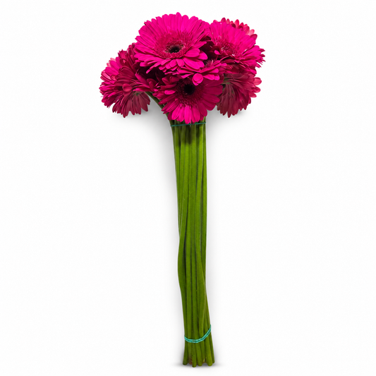 GERBERA EXTRA FUCSIA