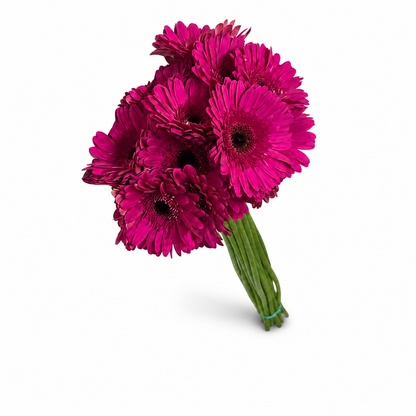 GERBERA EXTRA FUCSIA
