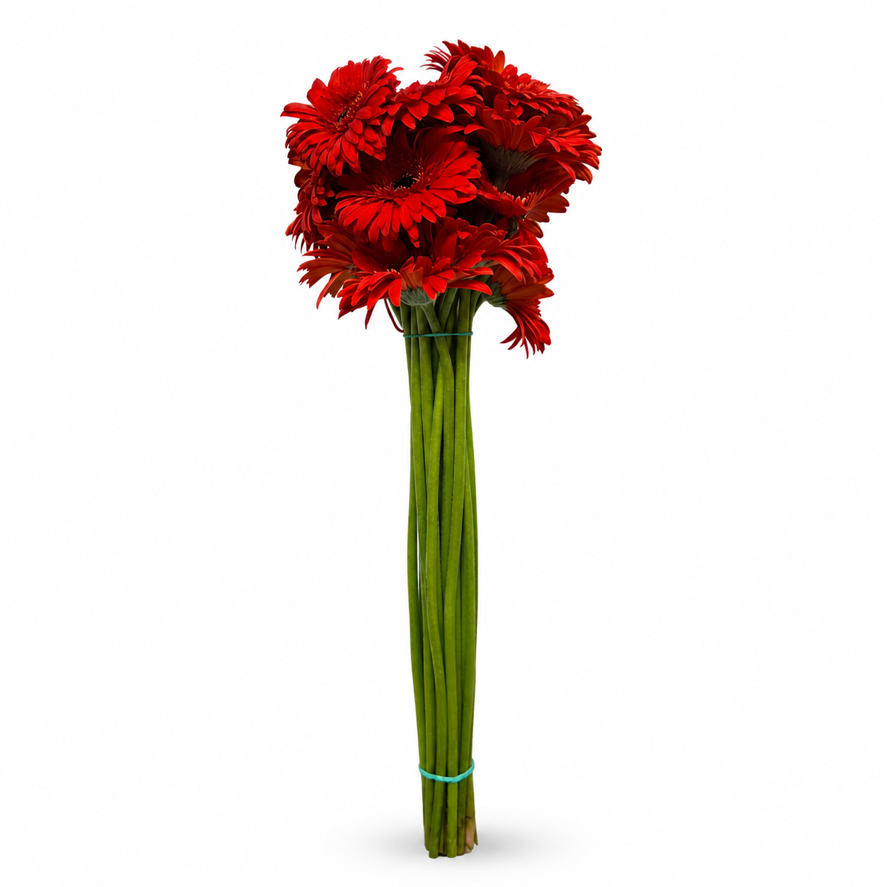 Gerbera roja Extra · 60 cm · Nacional