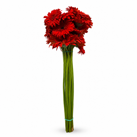 Gerbera roja Extra · 60 cm · Nacional