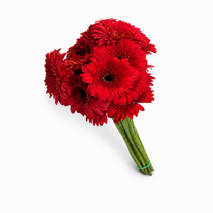 Gerbera roja Extra · 60 cm · Nacional