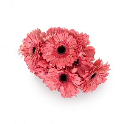 Gerbera rosa Extra · 60 cm · Nacional