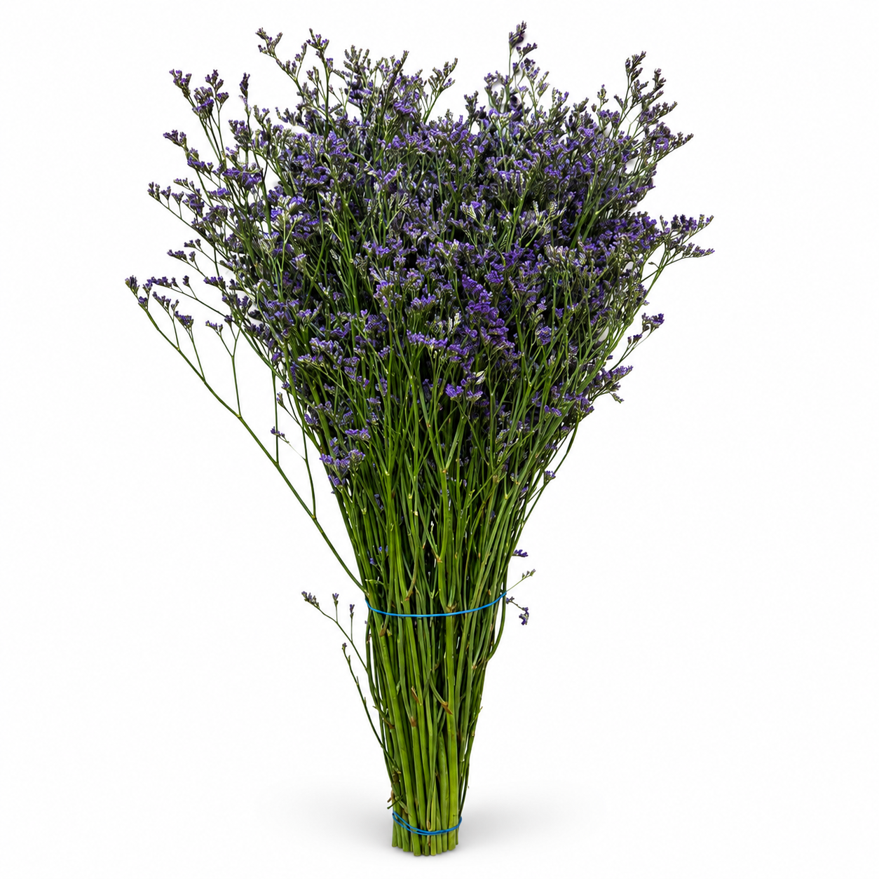 limonium-1