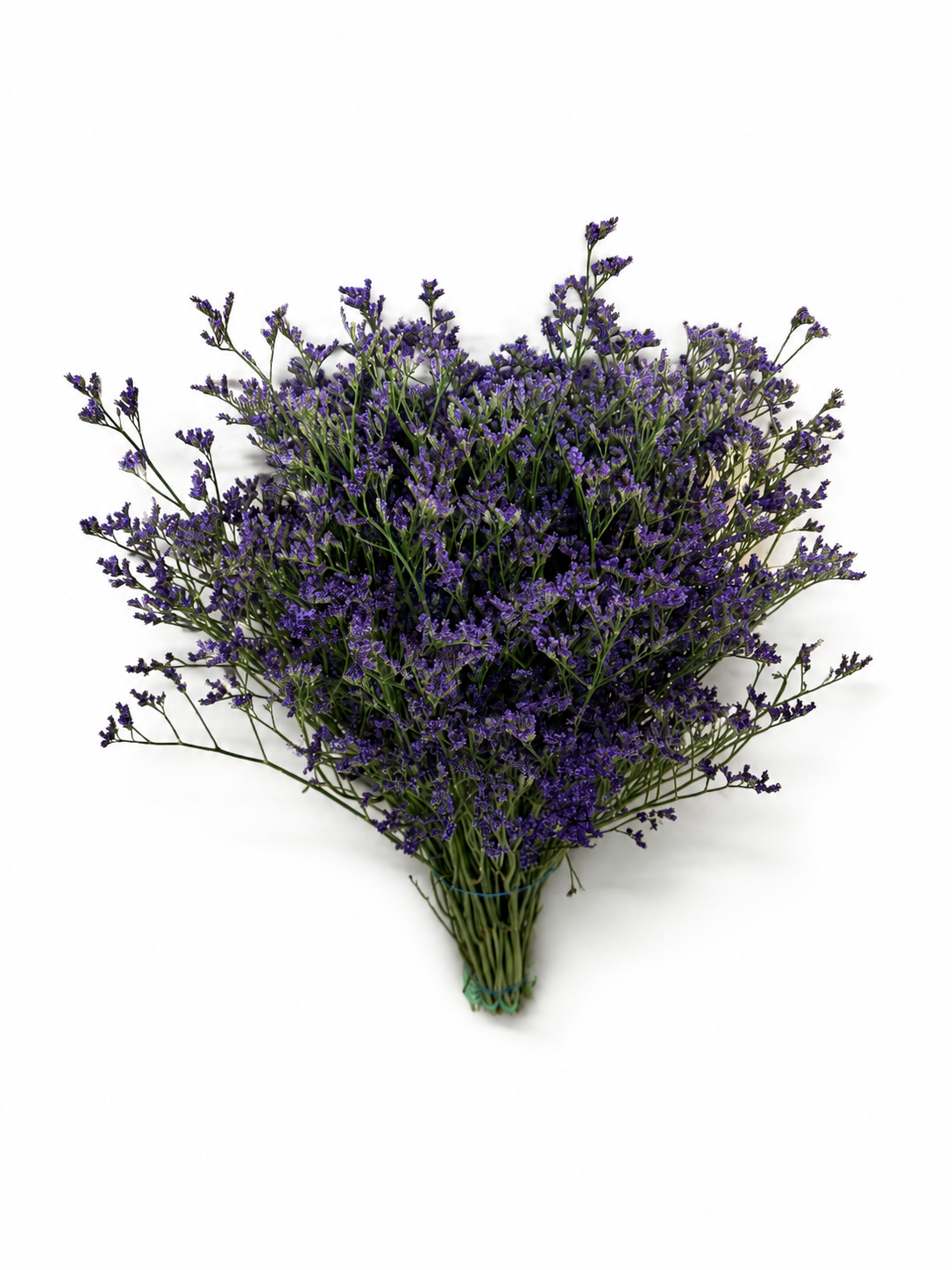 limonium-2