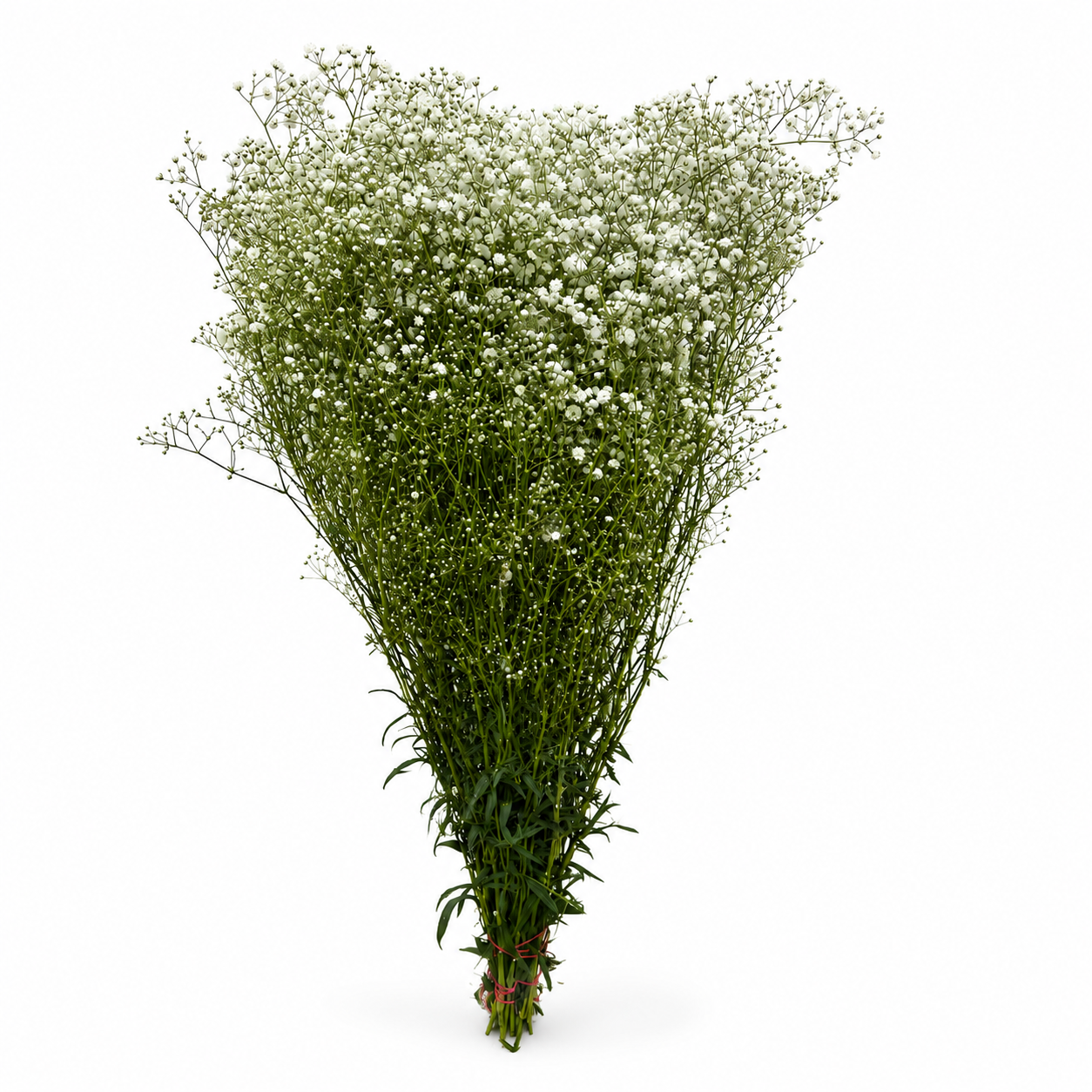 paniculata-1