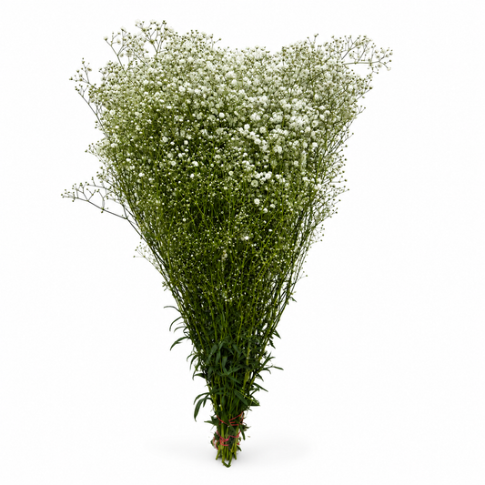 paniculata-1