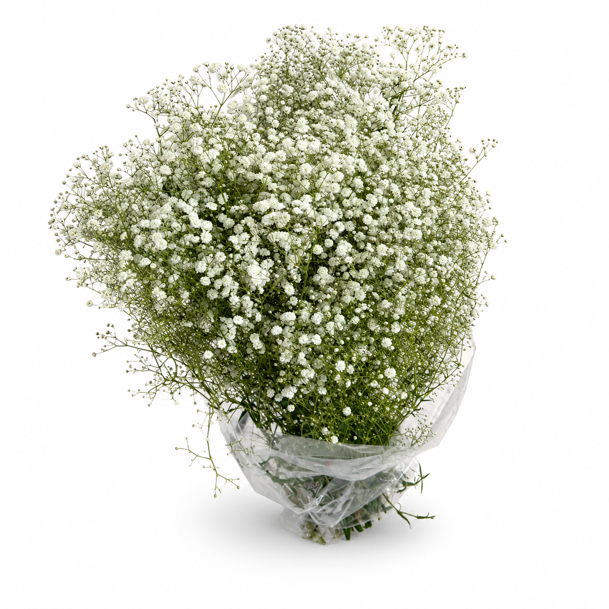 paniculata-2
