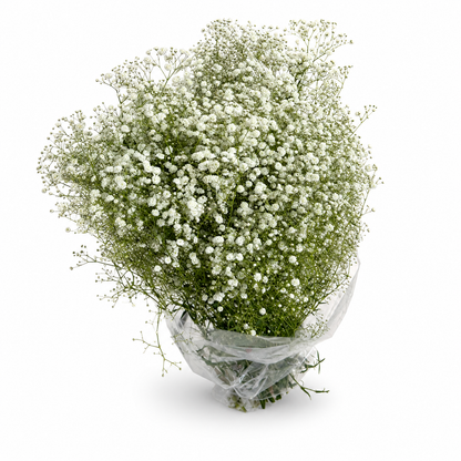 paniculata-2