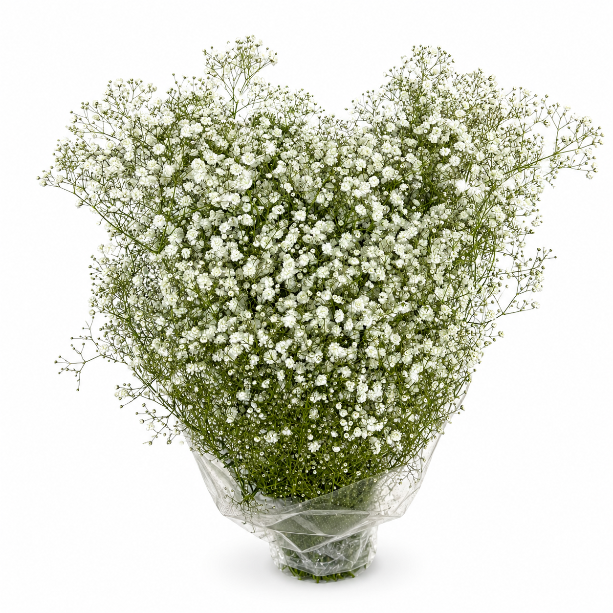 paniculata-3