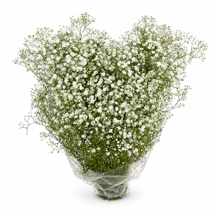 paniculata-3