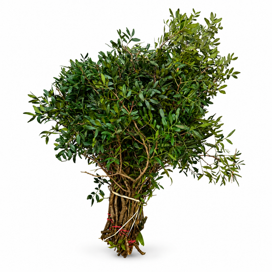 PISTACIA EXTRA