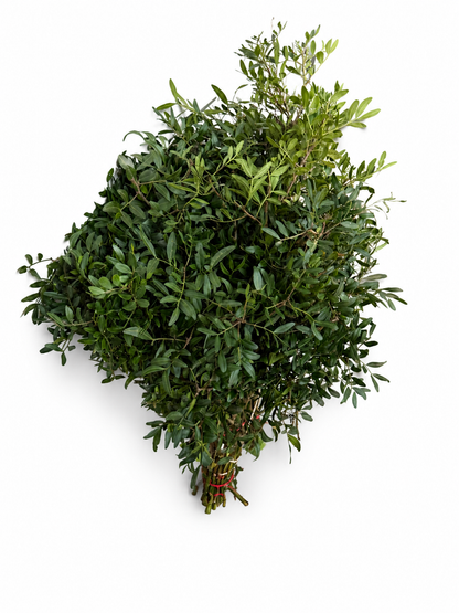 Pistacia Extra · 50 cm · Verde con fruto