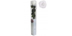 rosa-estabilizada-standard-blanco-54-cm