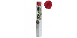 rosa-estabilizada-standard-rojo-54-cm