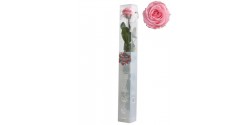 rosa-estabilizada-standard-rosa-54-cm