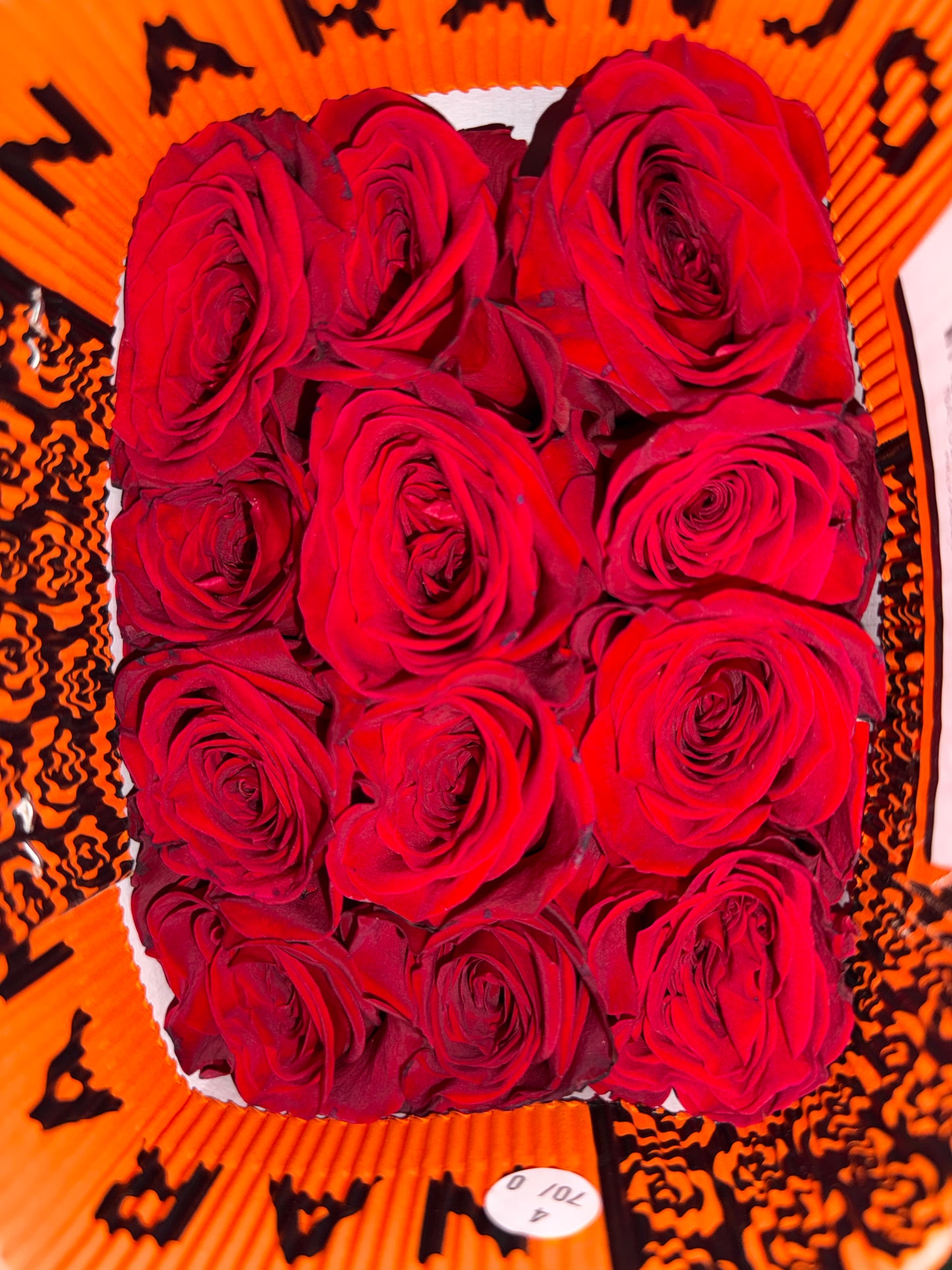 rosa freedom