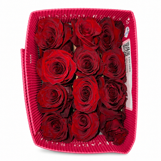 rosas explorer