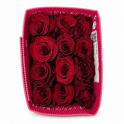 rosas explorer