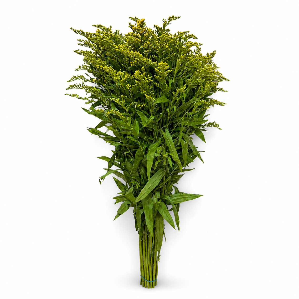 solidago-1