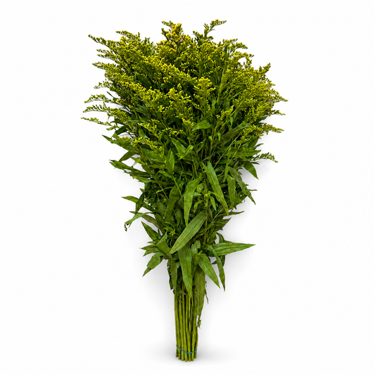 solidago-1